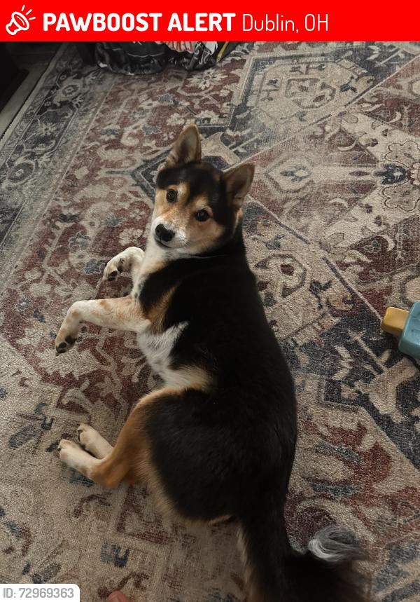 Lost Male Dog last seen last official sighting was Westbury neighborhood, possible sighting along 33 near perimeter loop, Dublin, OH 43016
