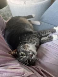 Lost Female Cat last seen Caron Street, Clarence-Rockland, ON K4K