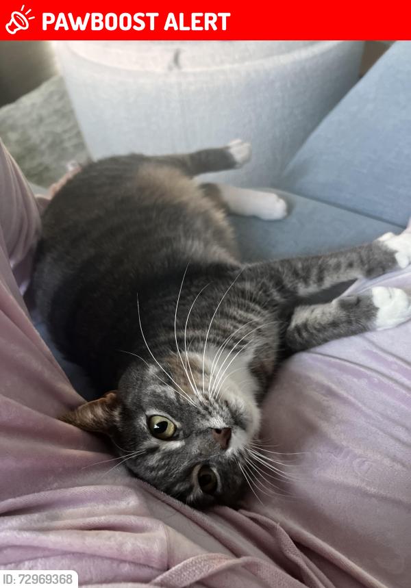 Lost Female Cat last seen Caron Street, Clarence-Rockland, ON K4K