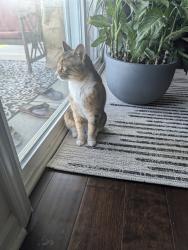 Found/Stray Female Cat last seen Hunton Forest street, Concord, NC 28025