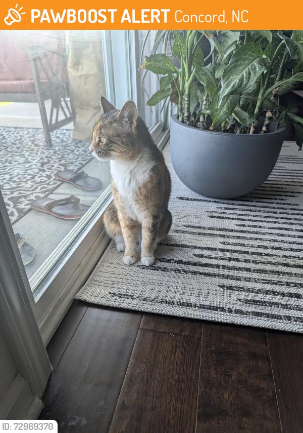Found/Stray Female Cat last seen Hunton Forest street, Concord, NC 28025