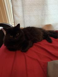 Lost Female Cat last seen Near Clairmont Avenue , Asheville, NC 28804
