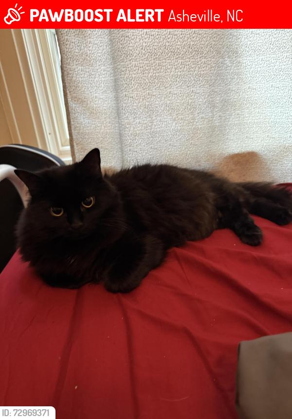 Lost Female Cat last seen Near Clairmont Avenue , Asheville, NC 28804