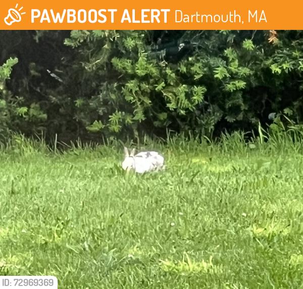 Found/Stray Unknown Rabbit last seen Near side road by Colonial South Chrysler /Jeep, Dartmouth, MA 02747