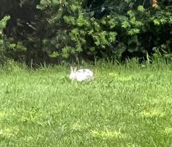 Found/Stray Unknown Rabbit last seen Near side road by Colonial South Chrysler /Jeep, Dartmouth, MA 02747