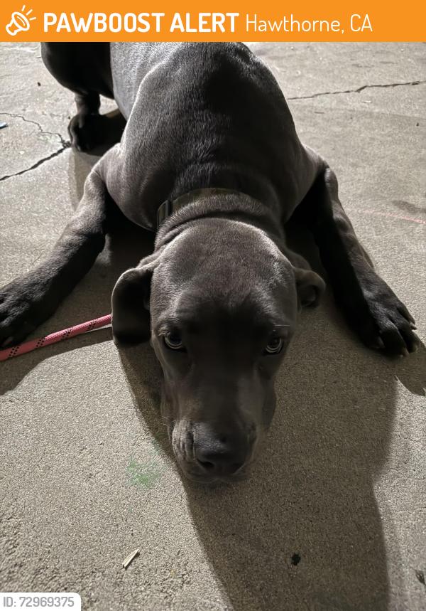 Found/Stray Unknown Dog last seen Inglewood Ave. , Hawthorne, CA 90250
