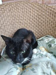 Found/Stray Male Cat last seen Confederate Drive near the neighborhood park, Pensacola, FL 32503