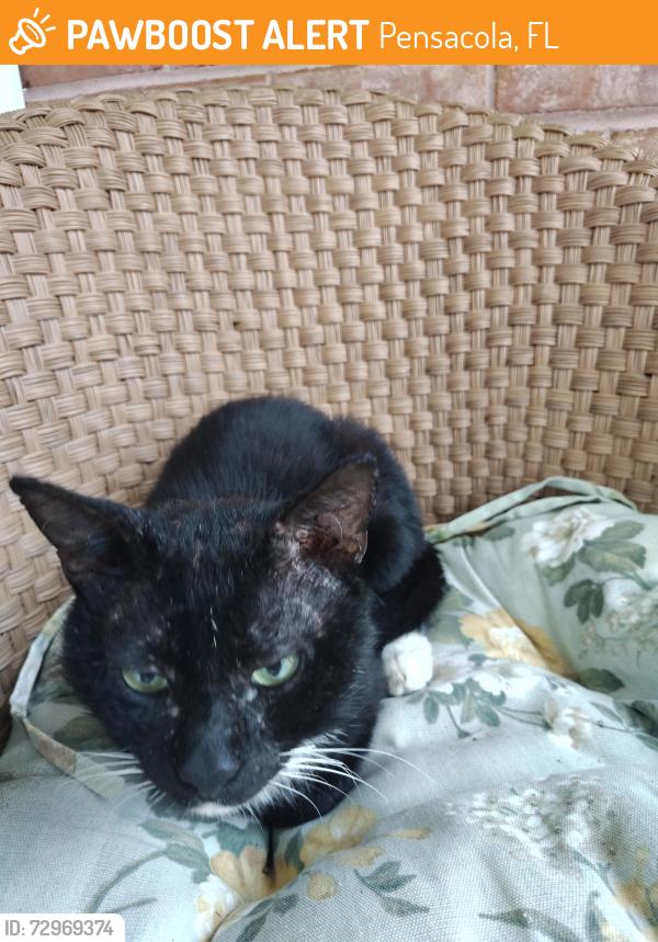 Found/Stray Male Cat last seen Confederate Drive near the neighborhood park, Pensacola, FL 32503
