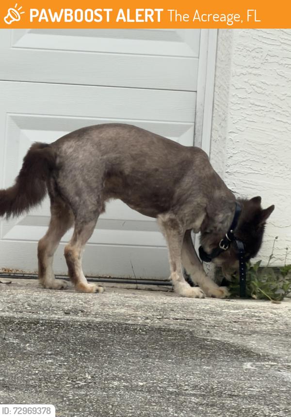 Found/Stray Unknown Dog last seen Sycamore and calamundin, The Acreage, FL 33470