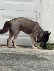 Found/Stray Unknown Dog last seen Sycamore and calamundin, The Acreage, FL 33470