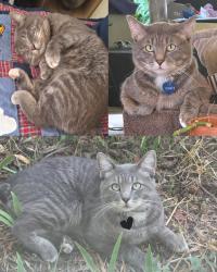 Lost Male Cat last seen Tarpon, Wexford, Rio Rancho, NM 87124