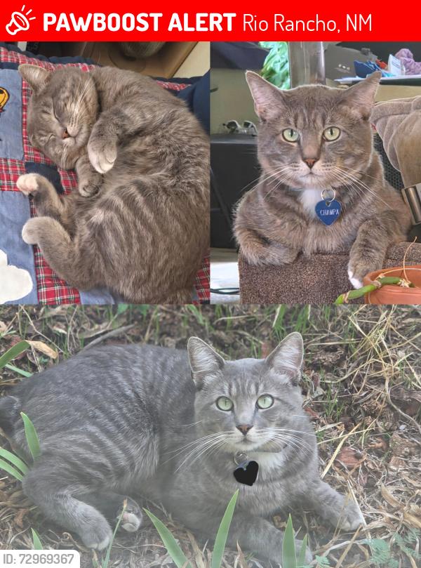 Lost Male Cat last seen Tarpon, Wexford, Rio Rancho, NM 87124