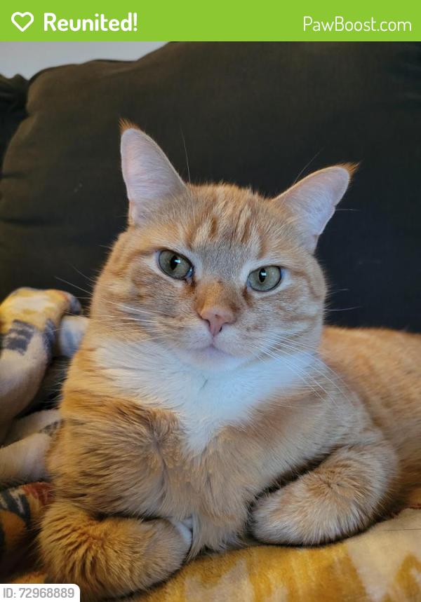 Reunited Female Cat last seen Near summit lake road, Clarks Summit, PA 18411