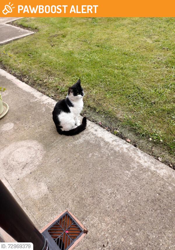 Found/Stray Male Cat last seen Wingate north esat, County Durham, England TS28 5AJ
