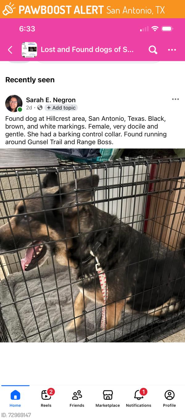 Found/Stray Female Dog last seen Range Boss and Gunsel Trail, San Antonio, TX 78245