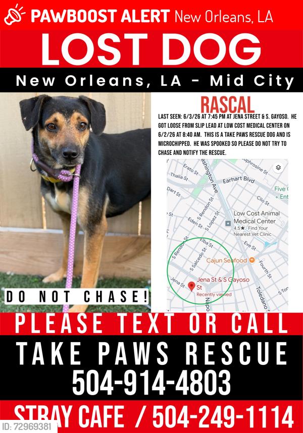 Lost Male Dog last seen S Gayoso St and Jena St New Orleans , New Orleans, LA 70119