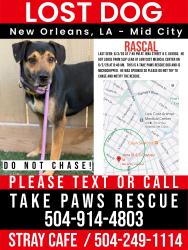 Lost Male Dog last seen S Gayoso St and Jena St New Orleans , New Orleans, LA 70119