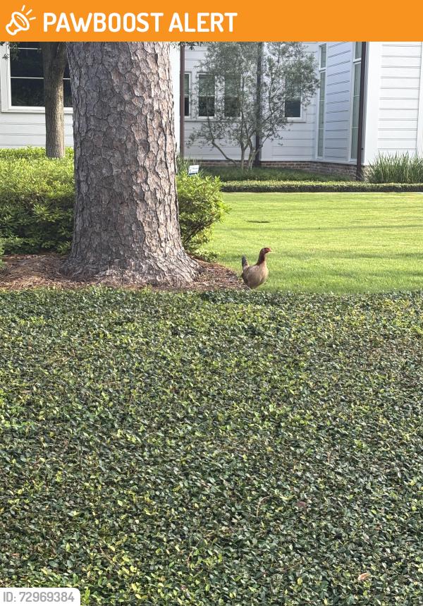 Found/Stray Unknown Other last seen Meadowick Drive & Kincaid School Drive, Piney Point Village, TX 77024
