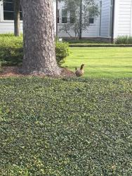 Found/Stray Unknown Other last seen Meadowick Drive & Kincaid School Drive, Piney Point Village, TX 77024