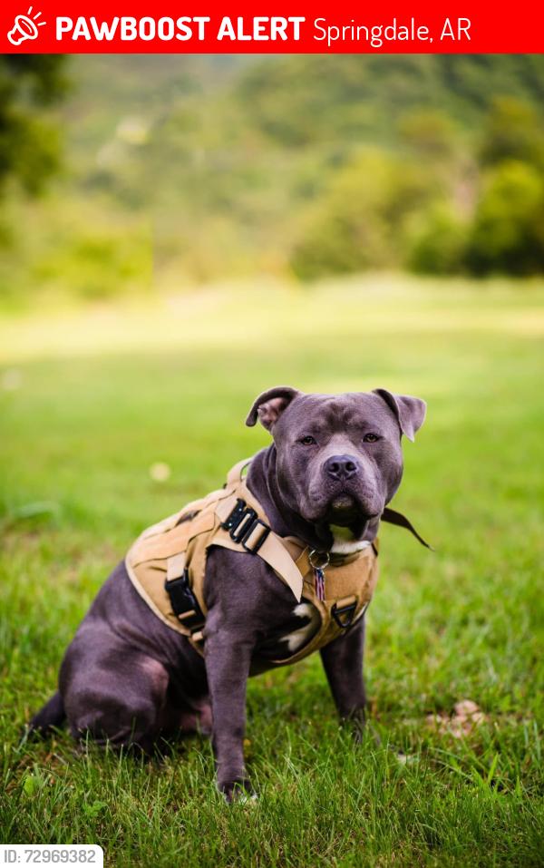 Lost Male Dog last seen Neills Bluff Rd., Springdale, AR 72764
