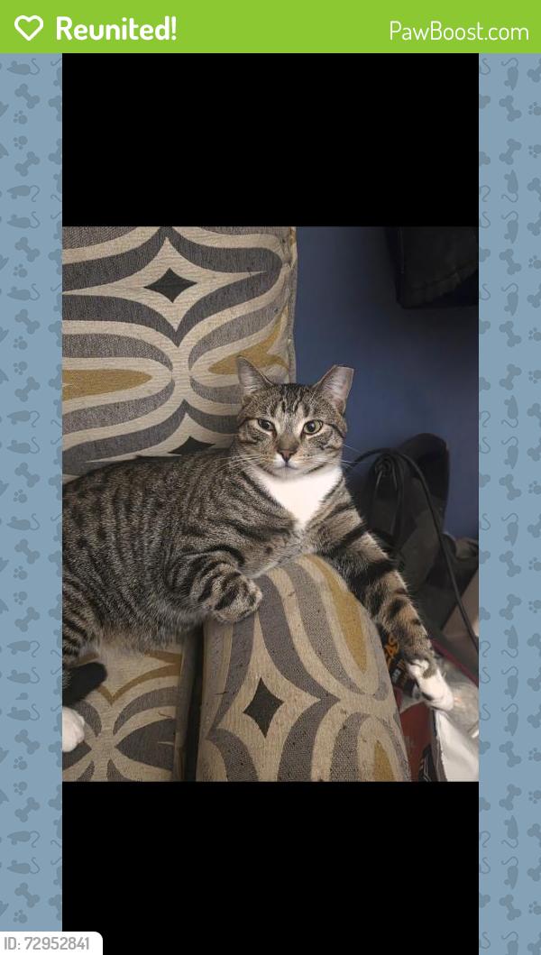 Reunited Male Cat last seen Eberly and Graham closest to Zerka Rentals, Flint, MI 48532