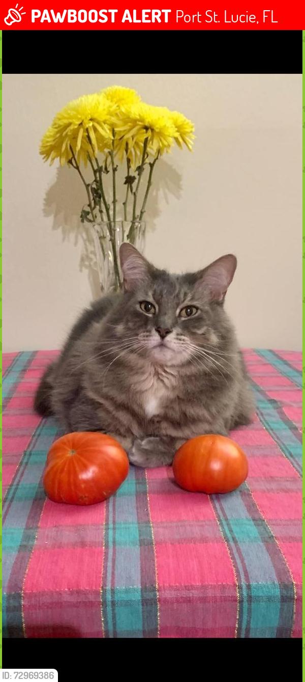 Lost Male Cat last seen SW Rosser Blvd., Port St. Lucie, FL 34953