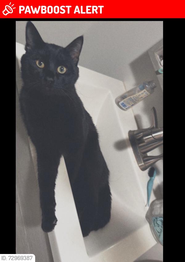 Lost Male Cat last seen 42nd Ave and 3rd st , Columbia Heights, MN 55421