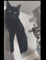 Lost Male Cat last seen 42nd Ave and 3rd st , Columbia Heights, MN 55421