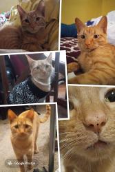 Reunited Male Cat last seen 32nd & Stinson Blvd, Minneapolis, MN 55418