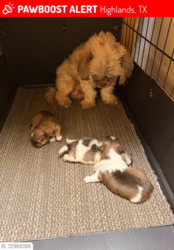Lost Female Dog last seen Near E C Rd Highlands 77562, Highlands, TX 77562