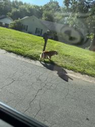 Found/Stray Unknown Dog last seen Corner of eagle crest and reddman rd, Charlotte, NC 28212