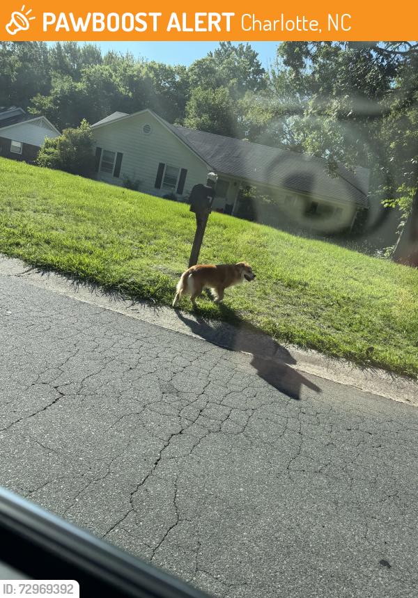 Found/Stray Unknown Dog last seen Corner of eagle crest and reddman rd, Charlotte, NC 28212