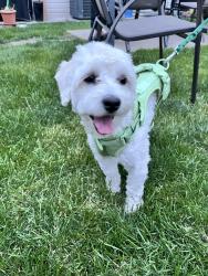 Found/Stray Male Dog last seen McKinley Park, Chicago, IL 60609