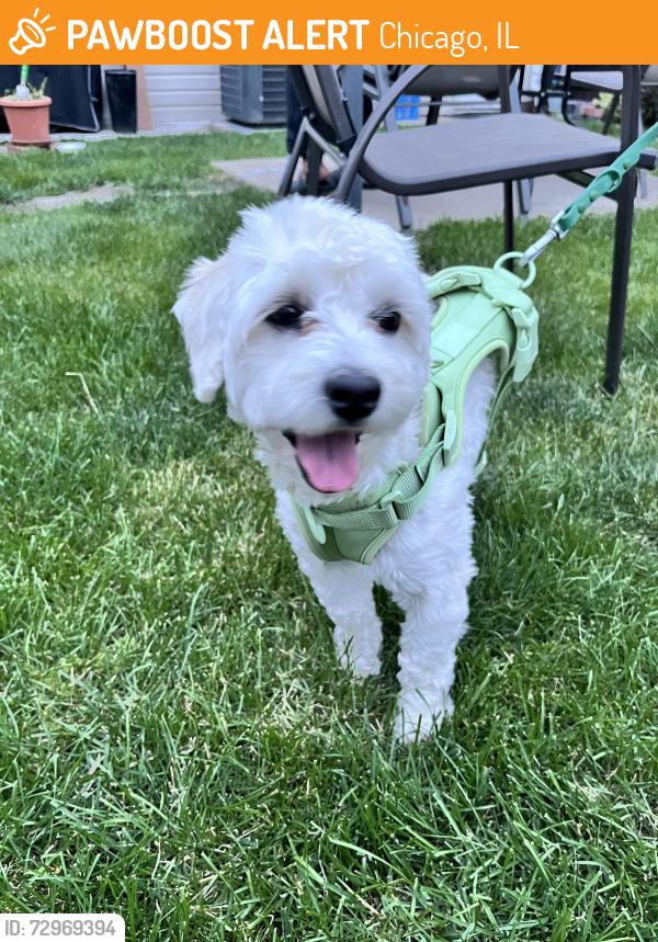 Found/Stray Male Dog last seen McKinley Park, Chicago, IL 60609