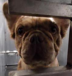Shelter Stray Male Dog last seen I-10 AND COLORADO, San Antonio, TX 78227