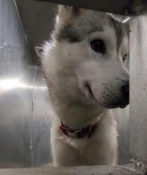Shelter Stray Male Dog last seen I-10 AND COLORADO, San Antonio, TX 78227