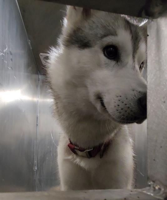 Shelter Stray Male Dog last seen I-10 AND COLORADO, San Antonio, TX 78227