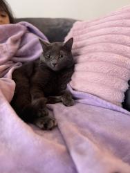 Reunited Female Cat last seen Birchwood street, Wilkes-Barre Township, PA 18702