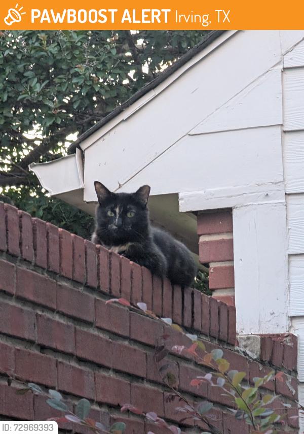 Found/Stray Unknown Cat last seen MacArthur and Murl, Irving, TX 75062