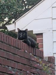 Found/Stray Unknown Cat last seen MacArthur and Murl, Irving, TX 75062