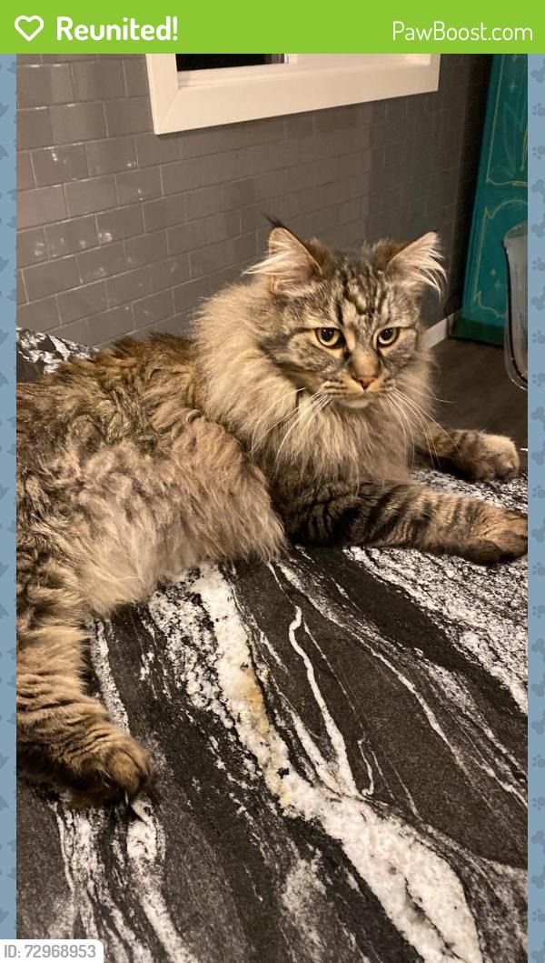 Reunited Male Cat last seen Wildwood SW, Calgary, AB T3C 3K4