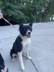 Reunited Female Dog last seen Buffalo Shoals Rd., NC, Iredell County, NC 28677