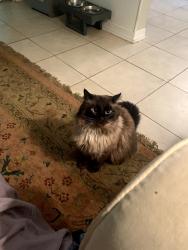 Reunited Male Cat last seen Stanhope Lane & Manicott Drive, Matthews, NC 28105