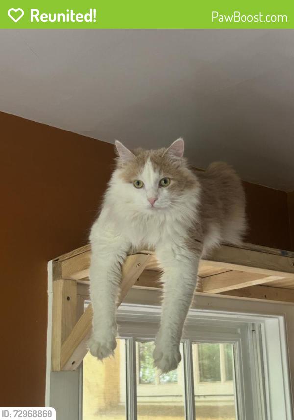 Reunited Male Cat last seen Wawa road, Media, PA 19063