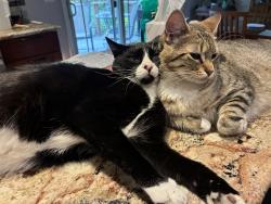 Found/Stray Male Cat last seen Pad, Gresham, OR 97030