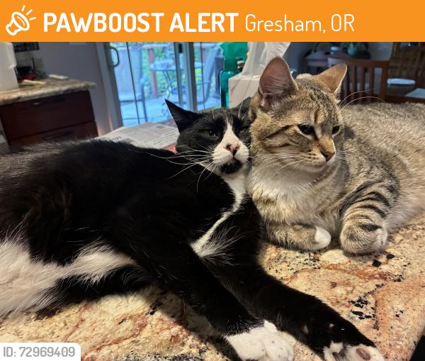 Found/Stray Male Cat last seen Pad, Gresham, OR 97030
