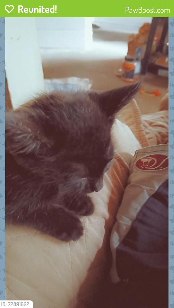 Reunited Female Cat last seen Near Ainaola Dr , Hilo, HI 96720