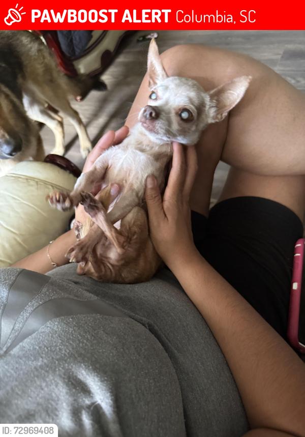 Lost Female Dog last seen Near Ardmore road, Columbia, SC 29223