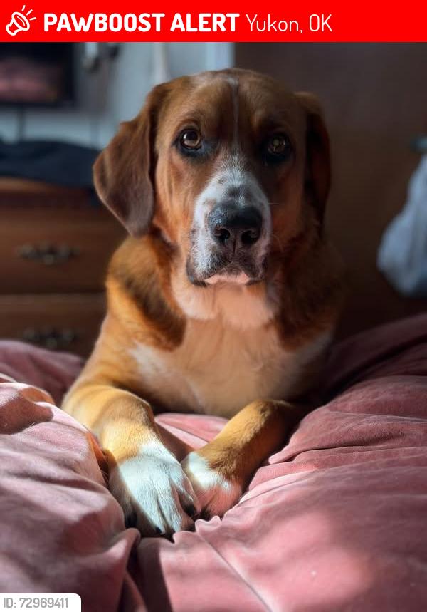 Lost Male Dog last seen Ranchwood South and Main Street, Yukon, OK 73099
