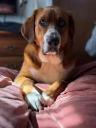 Lost Male Dog last seen Ranchwood South and Main Street, Yukon, OK 73099